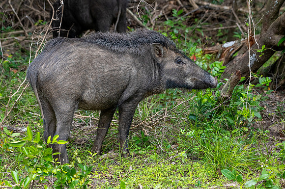 Wild Boar -1