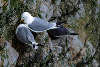 Bempton-67