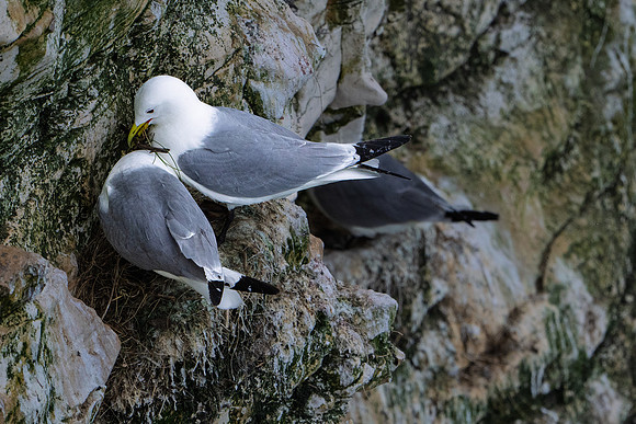 Bempton-67