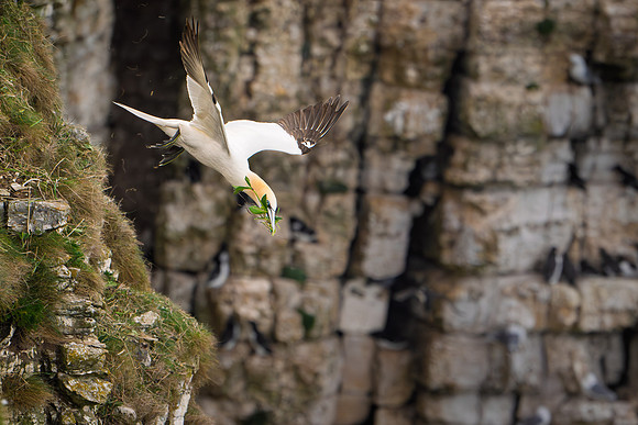 Bempton-153