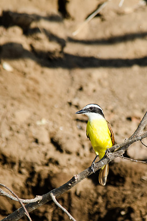 Great Kiskadee