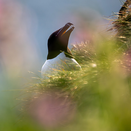 Razorbill -2