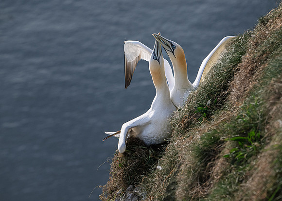 Bempton-39
