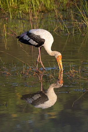 Painted Stork -2
