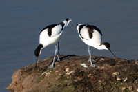 Avocets 170425