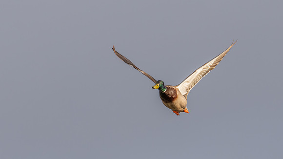 Mallard in Flight 230222 -1