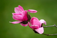 Magnolia sprengeri Lanhydrock 020425