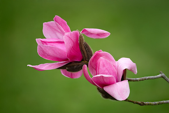 Magnolia sprengeri Lanhydrock 020425