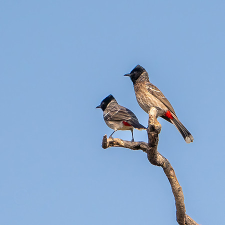 Red-vented Bulbul -1