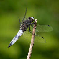 Scarce Chaser 060625