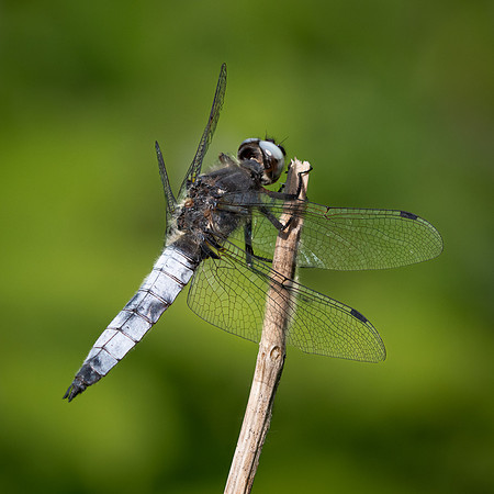 Scarce Chaser 060625