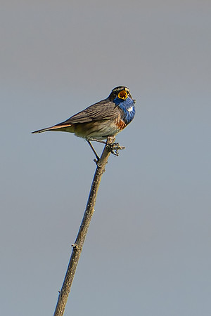 Bluethroat 180624-4