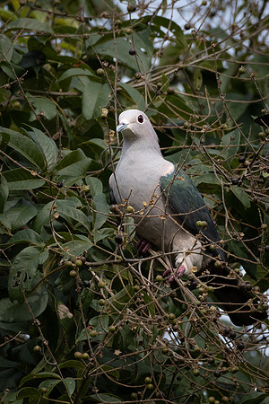 Green Imperial-pigeon -2