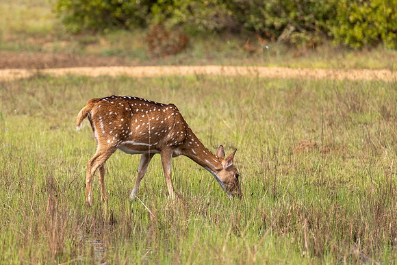 Spotted Deer -2