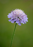 Small Scabious 010724