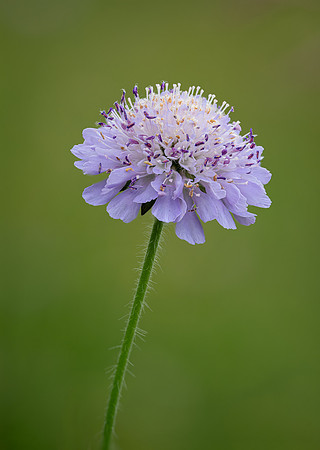 Small Scabious 010724