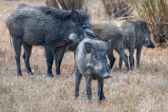 Wild Boar -2