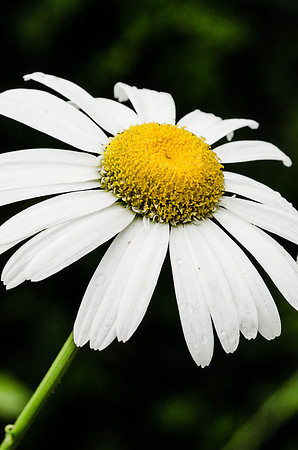 Hampton Court Gardens - 17