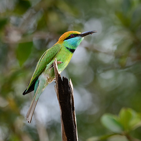 Little Green Bee-eater -1