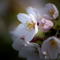 Cherry Blossom 020425-3