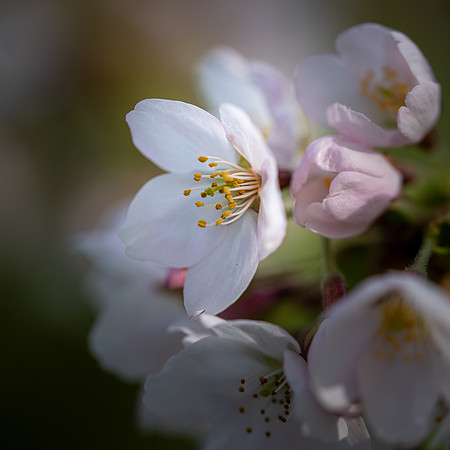 Cherry Blossom 020425-3