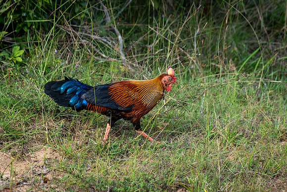 Junglefowl
