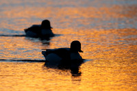 Shelduck Sunrise 070125