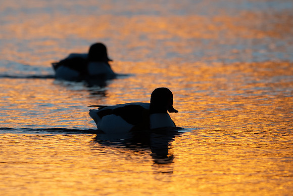 Shelduck Sunrise 070125