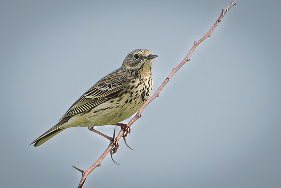 Meadow Pipit