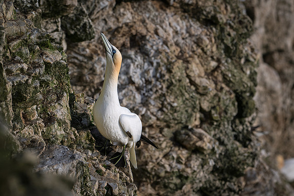 Bempton-41