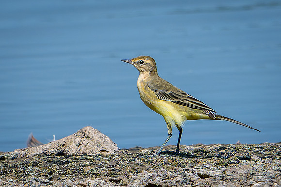 Yellow Wagtail 120825-1