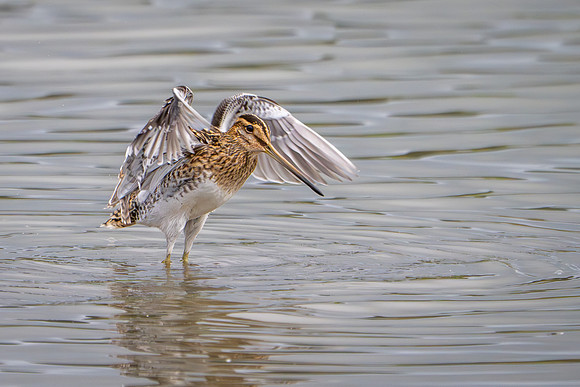 Snipe 100924-1