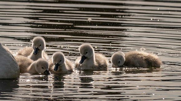 Mute Swan Family 170522 -1