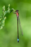 Blue-tailed Damselfly ♀ 060625