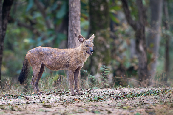 Wild Dog -3