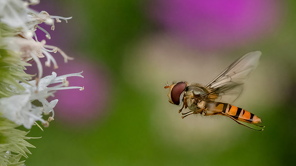 Hoverfly 230622 -2