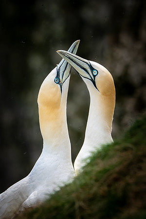 Bempton-57