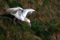 Bempton-114