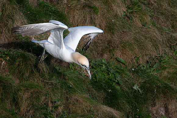 Bempton-114