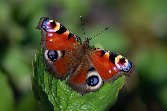 Peacock 290724-1