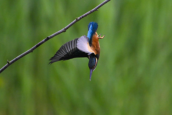 Kingfisher 090724-9