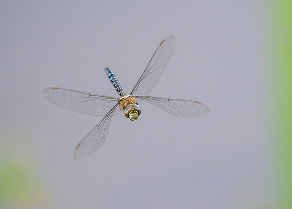 Migrant Hawker 280824-1