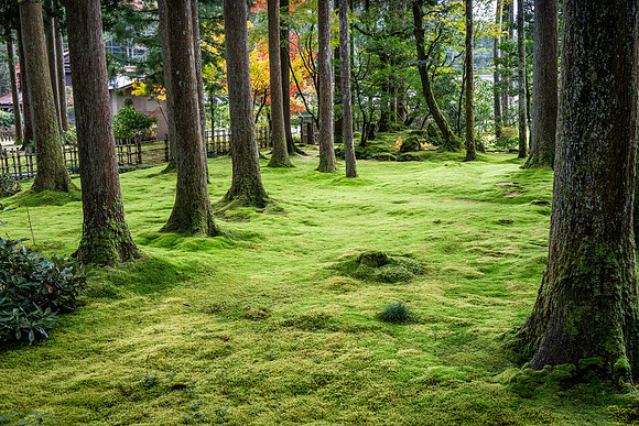 Hiyo Moss Garden-9