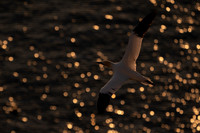 Bempton-163