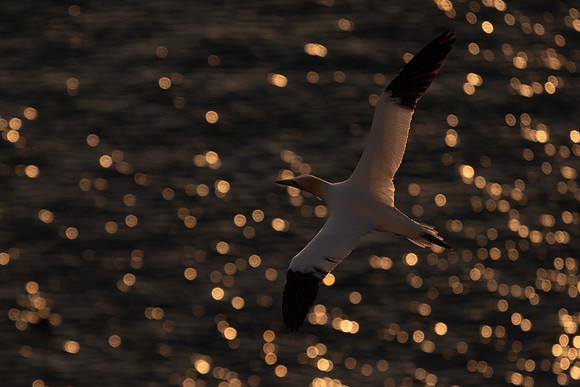 Bempton-163