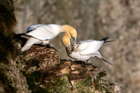 Bempton-182