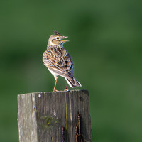 Skylark -2