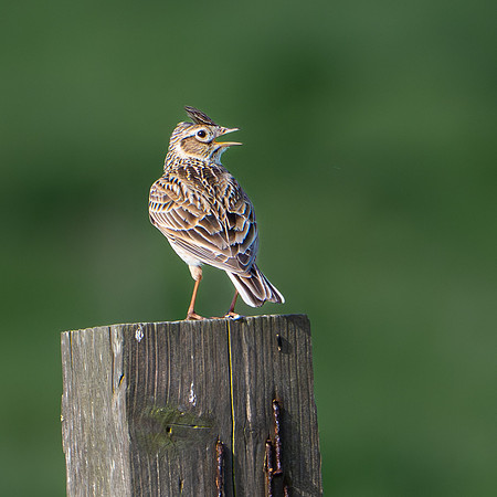 Skylark -2