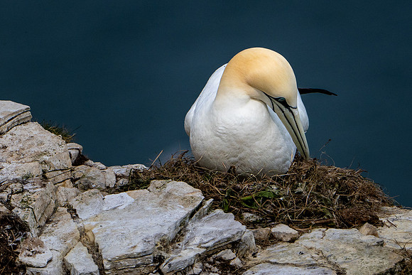 Bempton-64