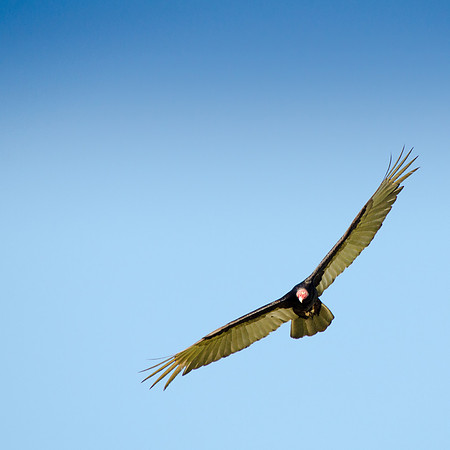 Turkey Vulture
